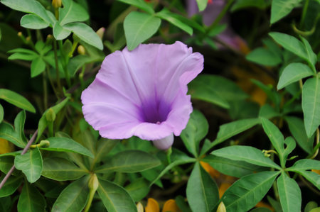 Purple morning glory flower in the garden. (Convolvulus arvensis)の写真素材