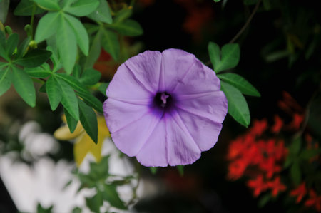 Purple morning glory flower blooming in the garden, stock photoの写真素材