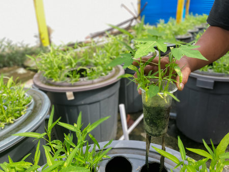 Hands of a man watering seedlings in pots in the garden.の写真素材