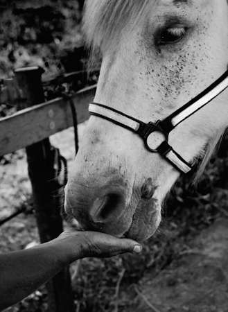 Horse Feedingの写真素材