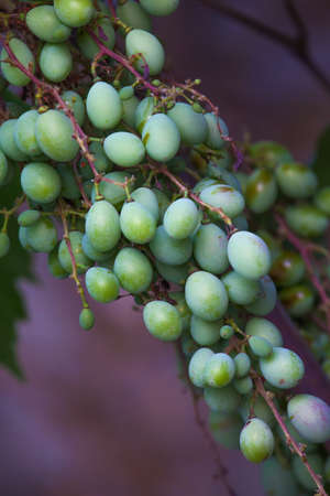 Green Grapesの写真素材