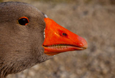 Duckの写真素材