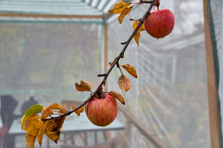 an Apple