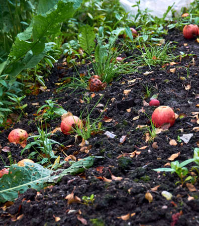 apples