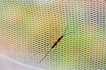 insectの写真素材