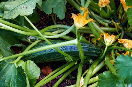 squashの写真素材