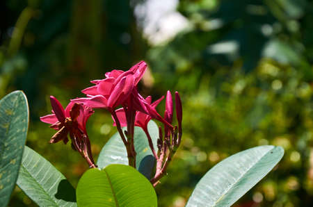 flowerの写真素材