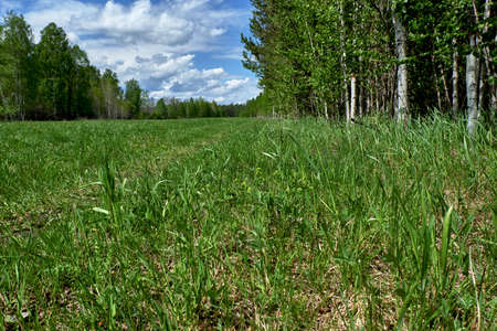 landscape grassの写真素材