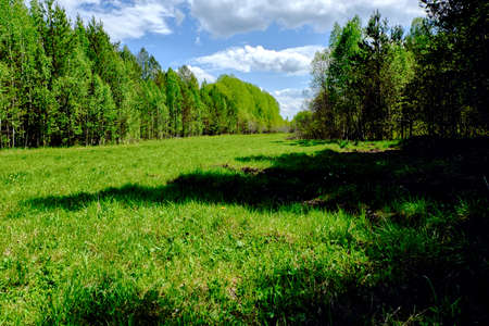 meadow backgroundの写真素材