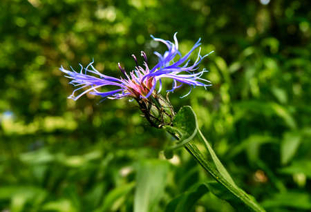 Blue color cornflower in green backdrop during summerの写真素材