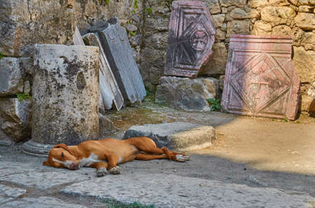 Sleeping dogの写真素材