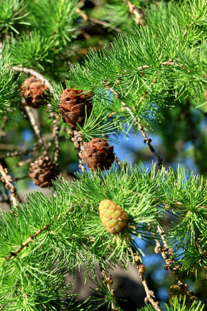 cones close upの写真素材