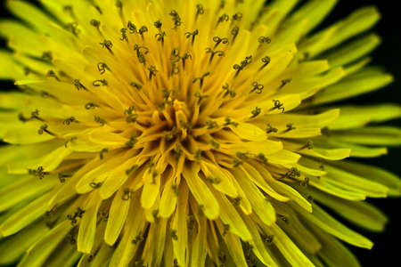dandelion close upの写真素材