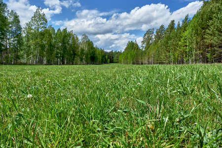 Landscape of green grasses and blue skyの写真素材