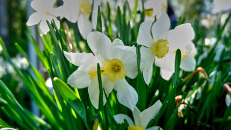 Daffodils close-upの写真素材