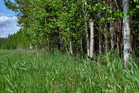 edge of the forestの写真素材