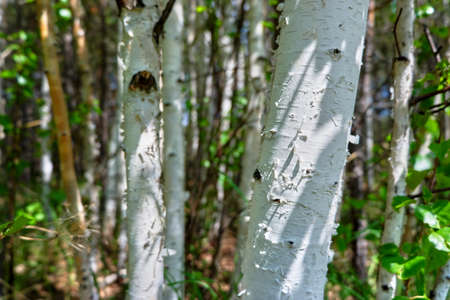 Treesの写真素材