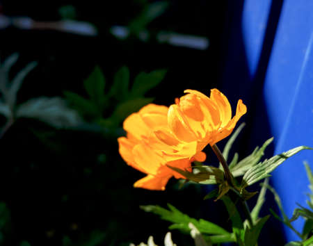 flowerの写真素材