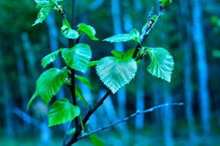 birchの写真素材