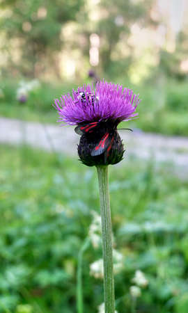 thistleの写真素材