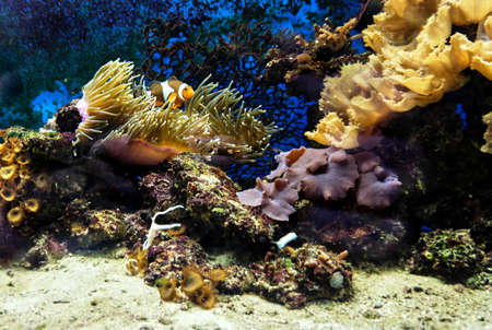 aquarium