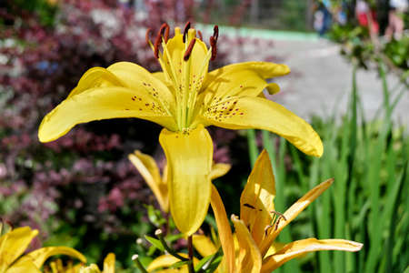 flowerの写真素材