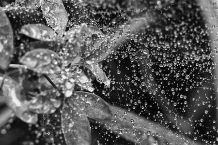 dew