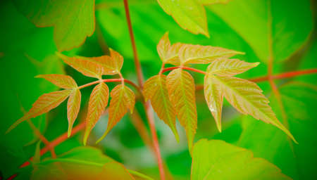 maple branchの写真素材