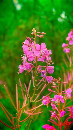 Forest flowerの写真素材