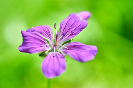 flowerの写真素材