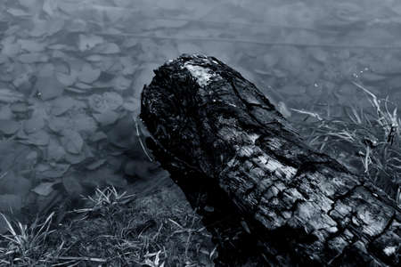 Foliage under waterの写真素材