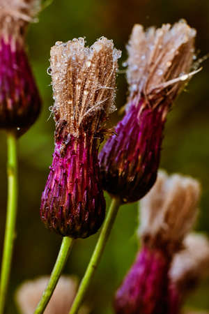 Dew on thistle budsの写真素材