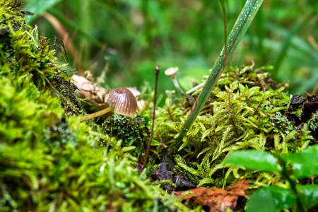 mossの写真素材