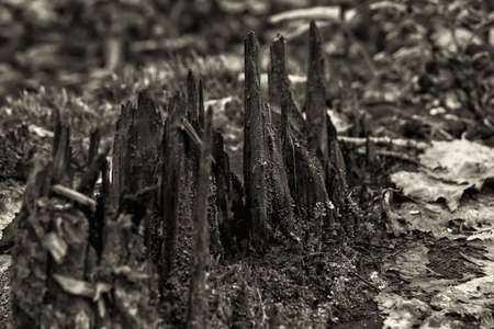 Fragments of a treeの写真素材
