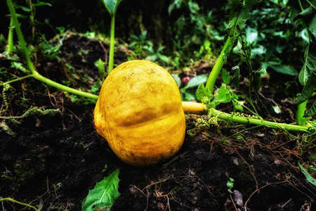 Pumpkin on the groundの写真素材