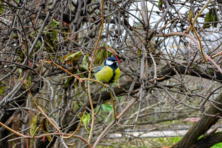 bird on a branchの写真素材