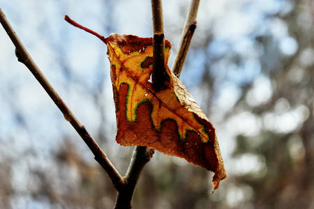 Leaf on a branchの写真素材