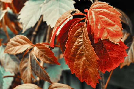 Leaves of autumn