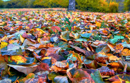 autumn leaves