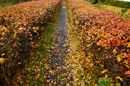 Path in the bushesの写真素材
