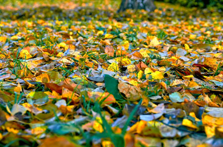 Carpet of autumn leavesの写真素材