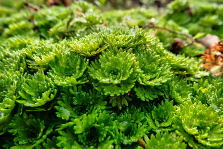 Decorative greenery