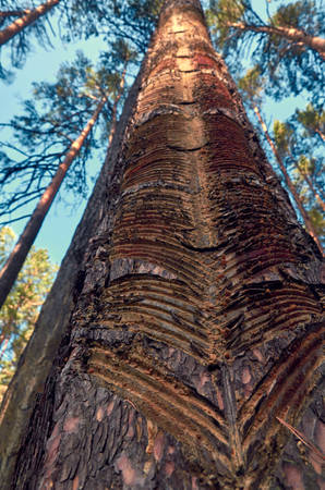 pine trunk