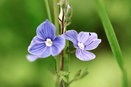 blue flowerの写真素材