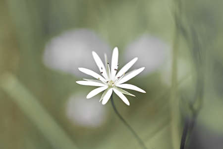 white flower