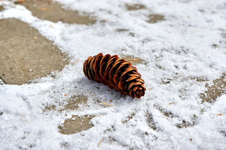 Bump in the snowの写真素材