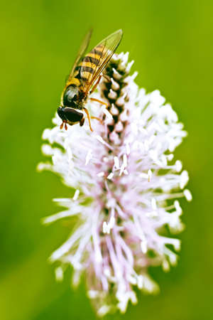 Insect on flower of plantain