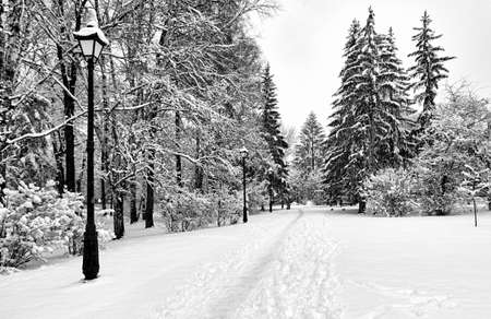 White snow in the parkの写真素材