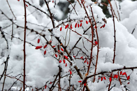 Red drops of barberryの写真素材