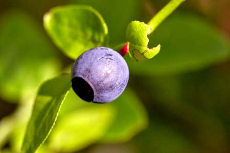 Blueberry berry